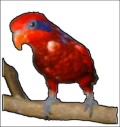Biki On A Branch