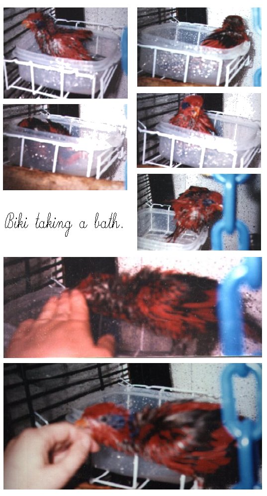 Biki taking a bath