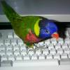 thumbnail of Skittles