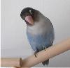 thumbnail of Sweetie